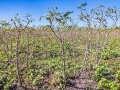 Dia de Campo da Mandioca terá palestra sobre alternativas para controle de plantas daninhas